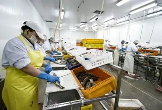 Seafood processing line at AK Fisheries